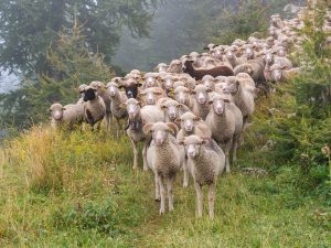Αργοπεθαίνει η κτηνοτροφία στην Ελλάδα… ΕΛΣΤΑΤ: Μείωση στο ζωικό κεφάλαιο την περίοδο 2020-2022
