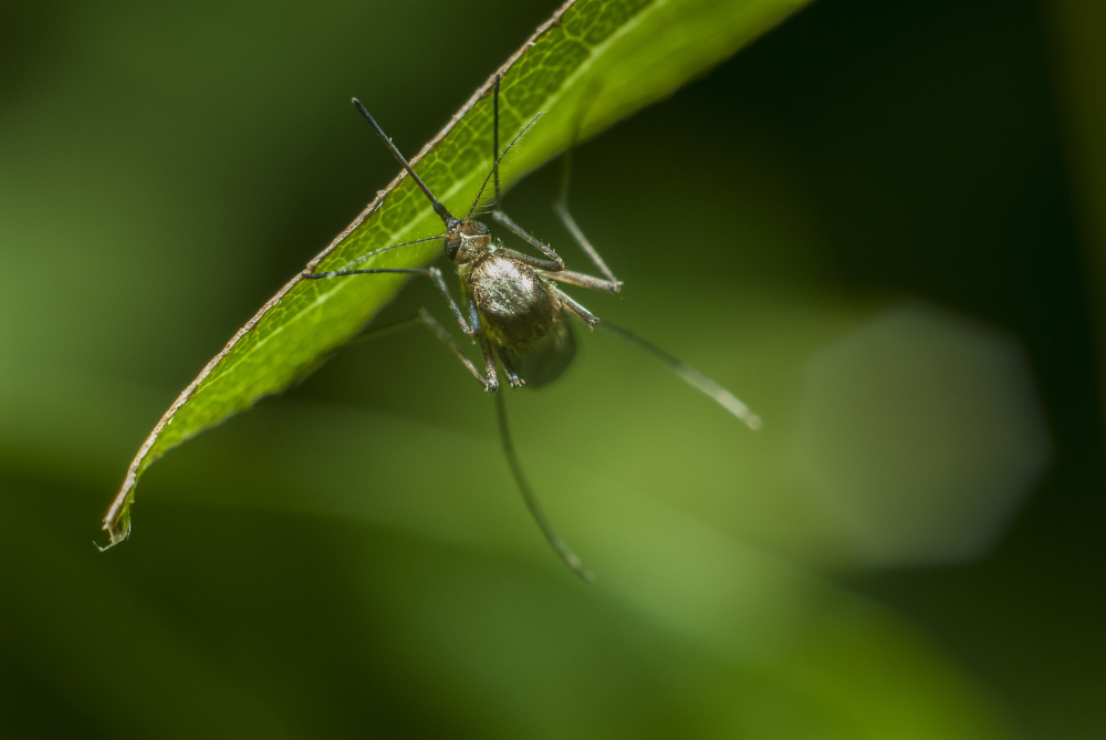 Εφαρμογή στο κινητό απωθεί τα κουνούπια και τις κατσαρίδες – Πώς λειτουργεί