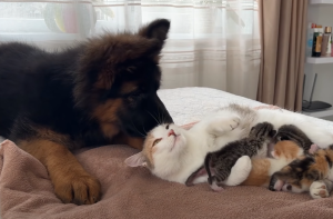 Γερμανικό κουτάβι συναντά την μαμά γάτα με νεογέννητα γατάκια για πρώτη φορά