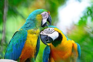 Ο Λεονάρντο Ντι Κάπριο ανησυχεί για τους παπαγάλους – Πού ζητά να σταματήσει η υλοτομία
