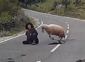 Κριάρι επιτίθεται σε βοσκό που σφαδάζει αβοήθητος!!! Σκληρό ΒΙΝΤΕΟ