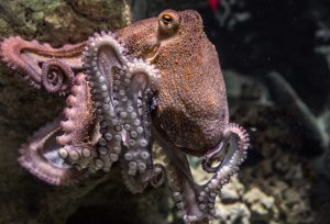 Χταπόδι άρπαξε το χέρι 6χρονου αγοριού σε ενυδρείο στο Τέξας: «Φωνάζαμε για βοήθεια», vid