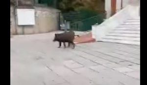 Αγριογούρουνα έκοβαν βόλτες σε συνοικία της Θεσσαλονίκης, vid