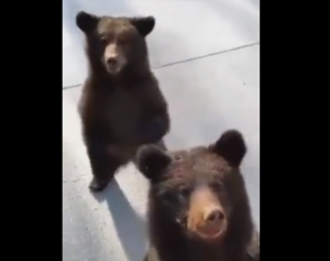 Είδαν αρκούδα να…βολτάρει σε κεντρική πλατεία, vid