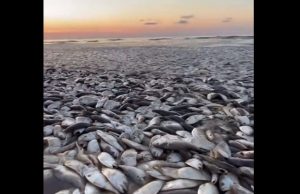 Απόκοσμο θέαμα με χιλιάδες νεκρά ψάρια στις ακτές του Τέξας, vid