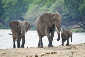 Απίστευτο! Ο Πρόεδρος της Μποτσουάνα απειλεί να στείλει 20.000… ελέφαντες στη Γερμανία