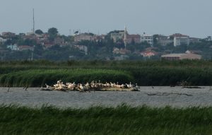 Το φαινόμενο στον Έβρο που τρομάζει κατοίκους και φορείς, vid