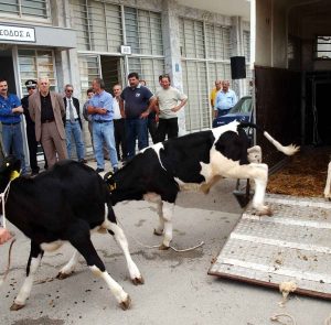 Αφανίζουν τους κτηνοτρόφους στην Ελλάδα: Πανικός στην Κρήτη