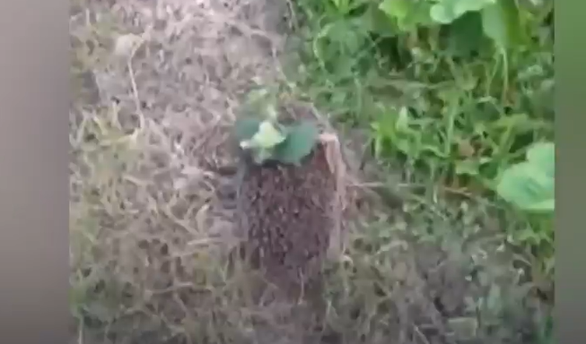 Ρώσοι στρατιώτες απελευθέρωσαν σκαντζόχοιρο από ουκρανική νάρκη