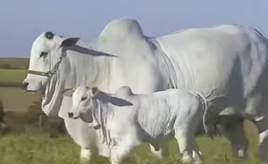 Απίστευτό! Μια αγελάδα από… χρυσάφι!!! Η αξία της ανέρχεται σε 4.3 εκατ. δολάρια!