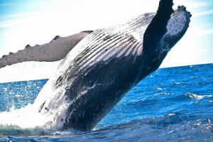 Απίστευτο video από Νορβηγία! Ψαράς εντόπισε νεκρή φάλαινα φουσκωμένη… σαν μπαλόνι
