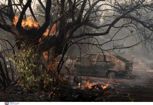 Φωτιά Ρόδος: Τα ελάφια έφτασαν μέχρι τις αυλές των σπιτιών