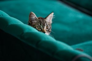 Παγκράτι: Χαμός με γυναίκα που προσπαθούσε να πνίξει με λάστιχο γατάκια