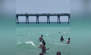 Σκηνές τρόμου σε παραλία της Φλόριντα: Καρχαρίας πλησίασε λουόμενους, vid