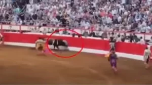 Φρίκη στην Ισπανία: Τραυματίστηκε σοβαρά ο καλύτερος ταυρομάχος! Ταύρος τον κάρφωσε με τα κέρατά του – Σκληρό ΒΙΝΤΕΟ