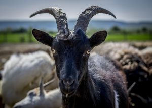 Δύο τράγοι «μονομάχοι» δίπλα σε εθνική οδό της Σικελίας έγιναν παγκόσμιο viral! ΒΙΝΤΕΟ