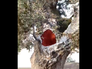 Έχετε δει ποτέ δέντρο να καίγεται από μέσα; – vid