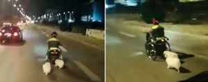 Τροχαίο στην Βάρκιζα: ΒΙΝΤΕΟ δείχνει τον άτυχο 40χρονο με αναπηρικό αμαξίδιο και δύο σκυλάκια