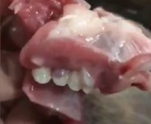 “Αγόρασα ψάρι για μεσημεριανό αλλά με τρόμο ανακάλυψα ότι έχει «ανθρώπινα» δόντια”