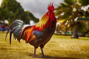 Θέρετρο στις Φιλιππίνες διαθέτει το μεγαλύτερο κτήριο σε σχήμα…κόκορα!