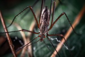 Παγκόσμιος χαμός: Απελευθέρωση 2 δις γενετικά τροποποιημένων κουνουπιών;;;