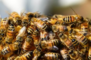 Μέλισσες “τα βάζουν” με τεράστια σφήκα! Δείτε το εκπληκτικό βίντεο