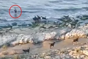 ΒΙΝΤΕΟ ΣΟΚ: Αγέλη άγριων σκύλων κυνηγά αγοράκι – Μπήκε τραυματισμένο στην θάλασσα!!!