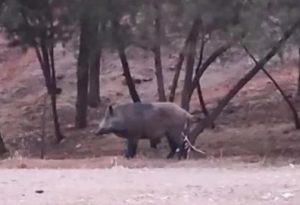 Αγριογούρουνο «κόβει» βόλτες στο Δαφνί παρέα με γάτες!!! ΒΙΝΤΕΟ