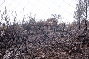 Μαύρη καταστροφή! Ζαλίζει ο αριθμός με τα χιλιάδες καμένα στρέμματα στη δυτική Αττική