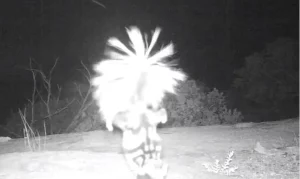 Είδε αυτό το μυστήριο μέσα στην  νύχτα!!! Τελικά τι ήταν;;; vid