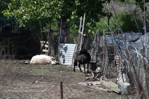 Καληνύχτα Ελλάδα: Περίπου 100.000 ζώα έχουν πνιγεί μέχρι στιγμής – ΒΙΝΤΕΟ «γροθιά» στο στομάχι