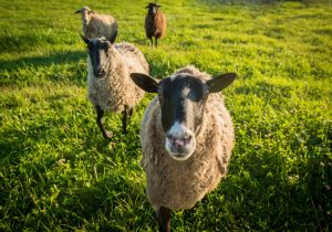 Νομοσχέδιο ΥΠΑΑΤ: Διαχειριστικά Σχέδια Βόσκησης και ίδρυση Κτηνοτροφικών Πάρκων