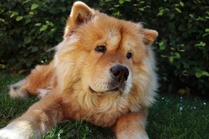 Απίστευτο περιστατικό κακοποίησης ζώου στην Κρήτη: Έριξαν καυστικό υγρό σε αδέσποτο σκύλο!