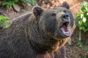 Η Ιαπωνία θα δοκιμάσει το σύστημα AI προειδοποίησης αρκούδων μετά από ρεκόρ επιθέσεων