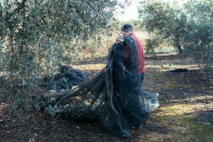 Ηράκλειο: 41χρονος αλλοδαπός πιάστηκε στα πράσα να κλέβει ελιές σε χωράφι