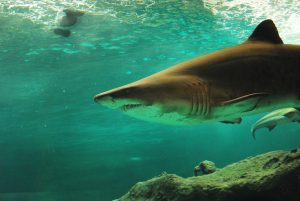 Νότια Αυστραλία: Καρχαρίας τεσσάρων μέτρων κατασπάραξε σέρφερ