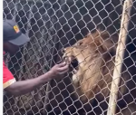 Λιοντάρι δαγκώνει δάκτυλο