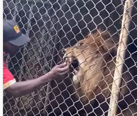 Κόβει την ανάσα: Λιοντάρι δαγκώνει το δάκτυλο φύλακα για να το φάει – ΒΙΝΤΕΟ