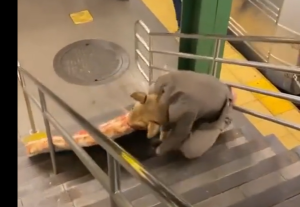 Φρικιαστικό ΒΙΝΤΕΟ από την Νέα Υόρκη!!! Ίσως να μην αντέξετε να δείτε τέτοια παρακμή