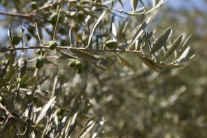 Χαλεποί καιροί: Μικροτσίπ στα ελαιόδεντρα και περιπολίες στα χωράφια εν όψει!!