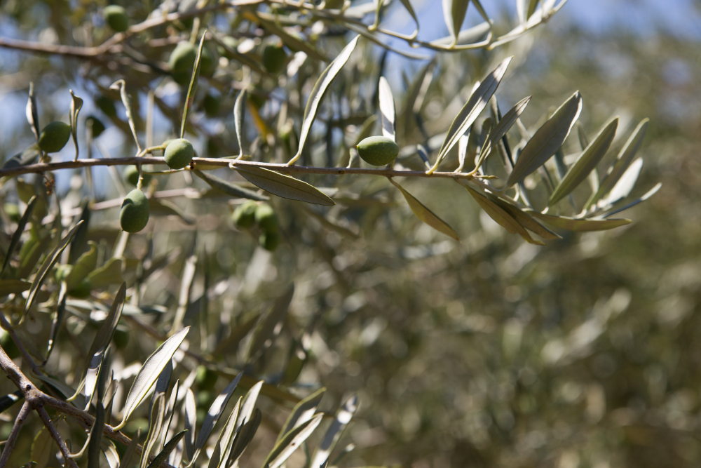 Χαλεποί καιροί: Μικροτσίπ στα ελαιόδεντρα και περιπολίες στα χωράφια εν όψει!!