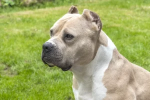 Σοκ στην Αρτέμιδα: 11χρονο παιδί δαγκώθηκε από πιτ μπουλ – Οι γιατροί διαπίστωσαν τρύπα στο κρανίο από τα δόντια του σκύλου