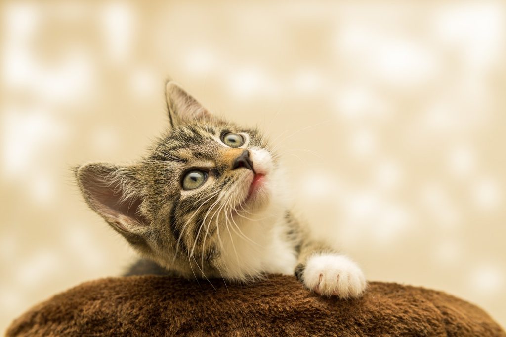 Ντουμπάι: Έσωσε γατάκι από βέβαιο πνιγμό – Δείτε το συγκινητικό ΒΙΝΤΕΟ