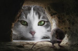 “Πιάσε το ποντίκι”! Όταν οι γάτες παίζουν στο τάμπλετ – Βίντεο