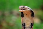 King cobra snake closeup