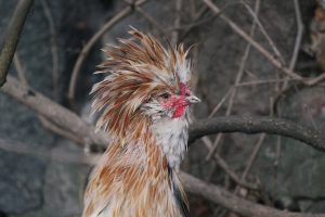 Κότα νομίζει πως είναι…πάπια! Δείτε τι έκανε(vid)