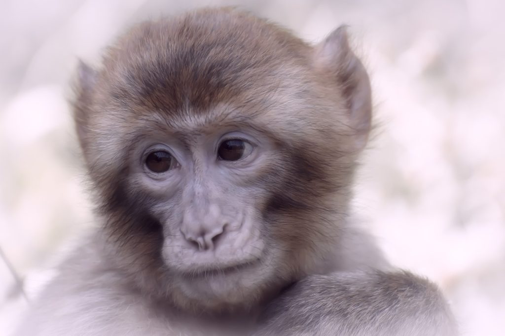 Επική μάχη γιαγιάς με…μαϊμού συγκέντρωσε εκατομμύρια προβολές! ΒΙΝΤΕΟ