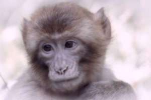 Απίστευτη στιγμή όταν οδηγός ταξί επαναφέρει στη ζωή μια μαϊμού κάνοντας ΚΑΡΠΑ(vid)