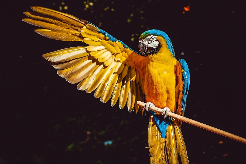 Ένας παπαγάλος που ήθελε να γίνει… “influencer”! Δείτε το ξεκαρδιστικό video