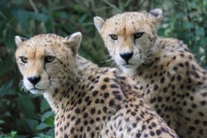 Επιστήμονες ανακάλυψαν τσιτάχ διατηρημένα σαν μούμιες μέσα σε σπηλιές της Αραβικής Χερσονήσου